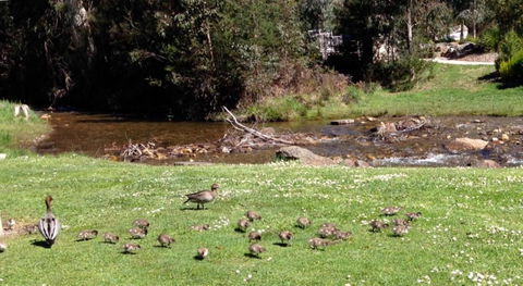 RiverCottage Selfcontained - New South Wales Tourism  3