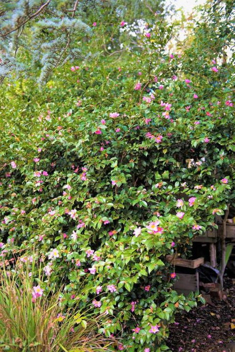 Adelaide Hills Camellia Cottage WiFi - New South Wales Tourism  3