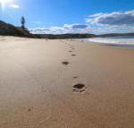 Surfers Paradise at Catherine Hill Bay - New South Wales Tourism 