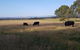 Olinda Yarra Cottage - thumb 6