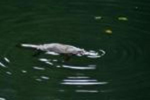 Kaalba - New South Wales Tourism  0