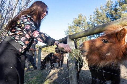 Jervis Bay Luxury Farm Escape - New South Wales Tourism  5