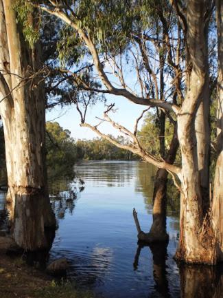 Barham Riverland Motel - New South Wales Tourism  1