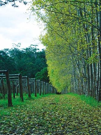 Hawke Brook Chalets - New South Wales Tourism  2