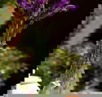 At Eleven - New South Wales Tourism 