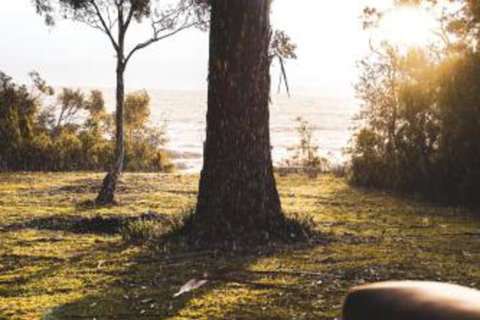 Seagrass On Sunset Bay - New South Wales Tourism  1