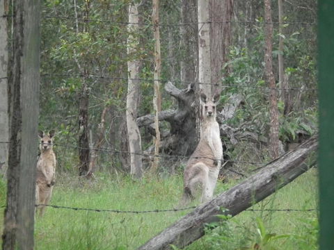 Back To The Bush - New South Wales Tourism  6
