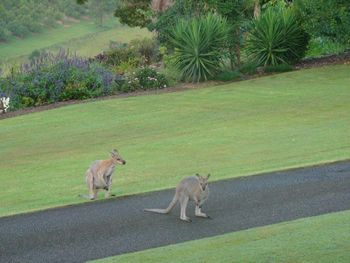Belle La Vie B & B - New South Wales Tourism  5