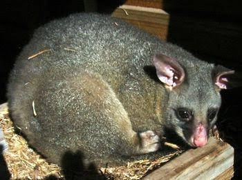 Giba Gunyah Country Cottages - New South Wales Tourism  0