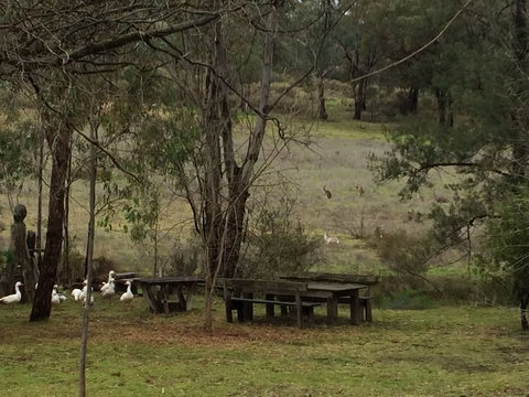 Wildwood Guesthouse - New South Wales Tourism  1