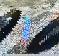 Licuala Lodge - New South Wales Tourism 