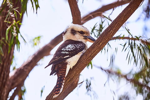 Lorne Foreshore Caravan Park - New South Wales Tourism  3