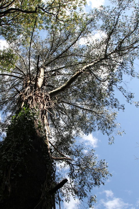 Gatehouse Cottage At Merrow Cottages - Mt Dandenong - New South Wales Tourism  4