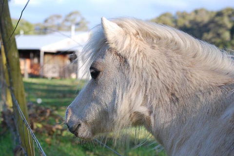Billa Billa Farm Cottages - New South Wales Tourism  3