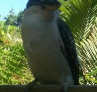 Tropic Oasis Holiday Villas - New South Wales Tourism 