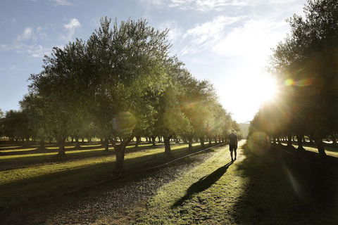 Adina Vineyard - New South Wales Tourism  2