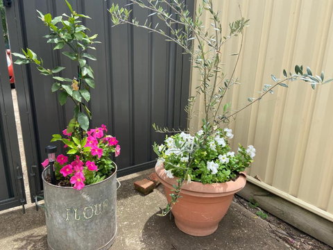 Bendigo Backpackers - New South Wales Tourism  2