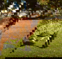 Enderslie House Bed  Breakfast - New South Wales Tourism 