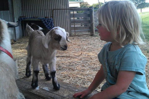 Fernleigh Farmstay & Bike Park - New South Wales Tourism  5