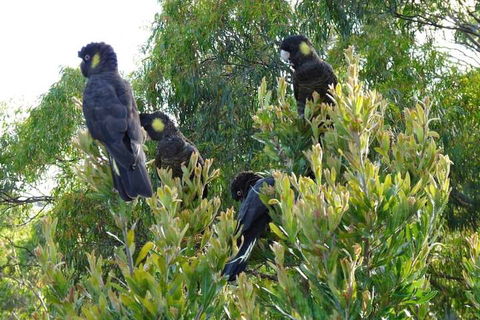 Eagles Rise Tasmania - New South Wales Tourism  5