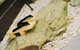 Shizuka Ryokan Japanese Country Spa & Wellness Retreat - thumb 4
