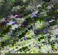 Crater Lakes Rainforest Cottages