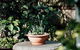 Genesta House B&B - thumb 3
