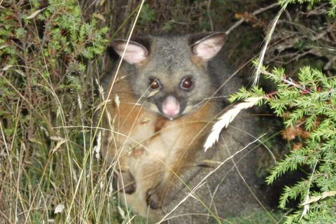 Forest Walks Lodge - New South Wales Tourism  6