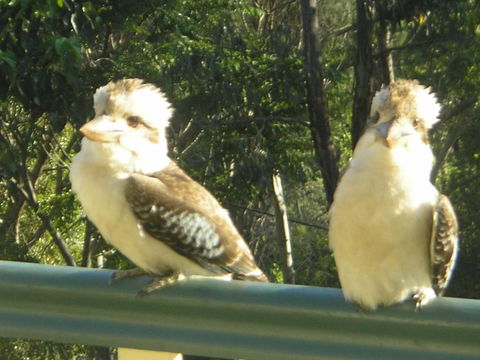 Nirvana At Montville - New South Wales Tourism  5