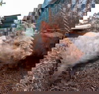 Batchelor Butterfly Farm - New South Wales Tourism 