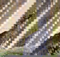 Bella Wind Bed  Breakfast - New South Wales Tourism 