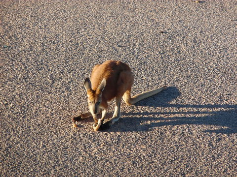 On The Deck @ Shark Bay - New South Wales Tourism  5