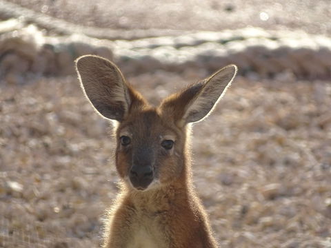 On The Deck @ Shark Bay - New South Wales Tourism  3