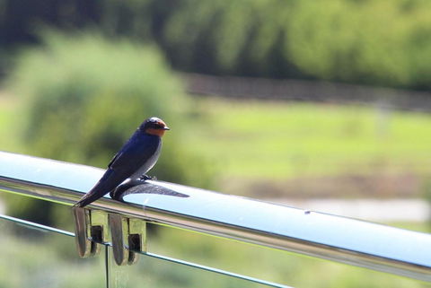 Bickley Valley Cottage - New South Wales Tourism  3