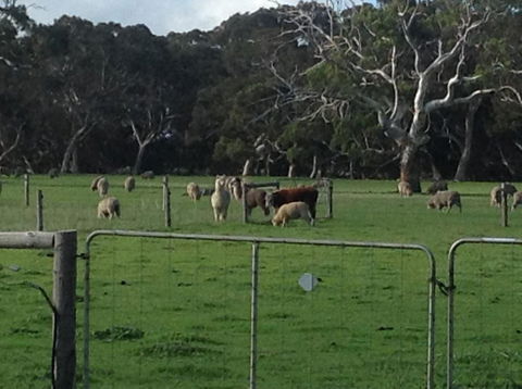 Breakaway Farmstay - New South Wales Tourism  1