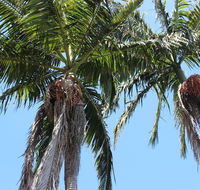 Tri Byron Bay - New South Wales Tourism 