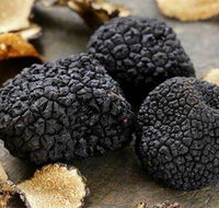 Lord Cardigan - New South Wales Tourism 