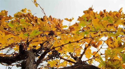 Arimia Restaurant And Winery - New South Wales Tourism  9