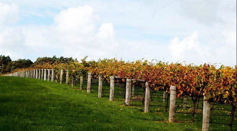 Arimia Restaurant And Winery - New South Wales Tourism  10