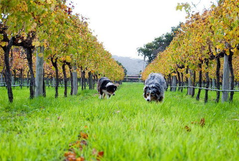 Arimia Restaurant And Winery - New South Wales Tourism  12