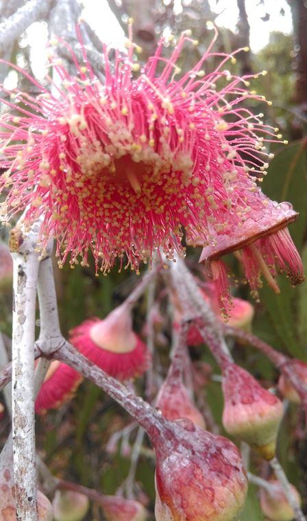 Arimia Restaurant And Winery - New South Wales Tourism  20