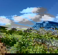 Traralgon Vineyard - New South Wales Tourism 