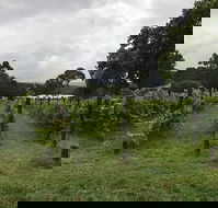 Carlei Estate Cellar Door  Wood Fired Pizzeria - New South Wales Tourism 
