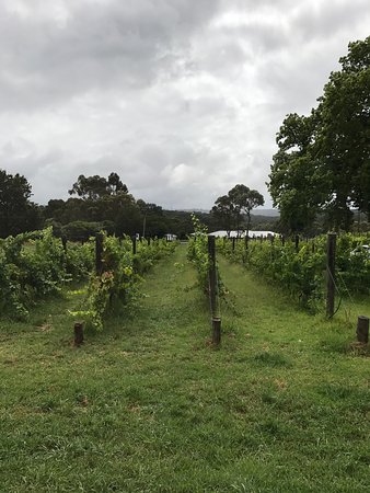 Carlei Estate Cellar Door & Wood Fired Pizzeria - New South Wales Tourism  0