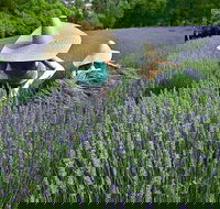 Lavandula Swiss Italian Farm - New South Wales Tourism 