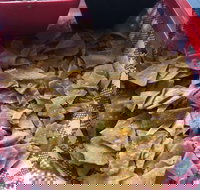 El Camino Cantina - New South Wales Tourism 