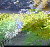 Tallagandra Hill Winery - New South Wales Tourism 