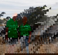 Milawa Organic Beef - New South Wales Tourism 