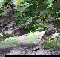Nick Haselgrove Wines - New South Wales Tourism 