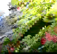 Springwood Farm Berries - New South Wales Tourism 